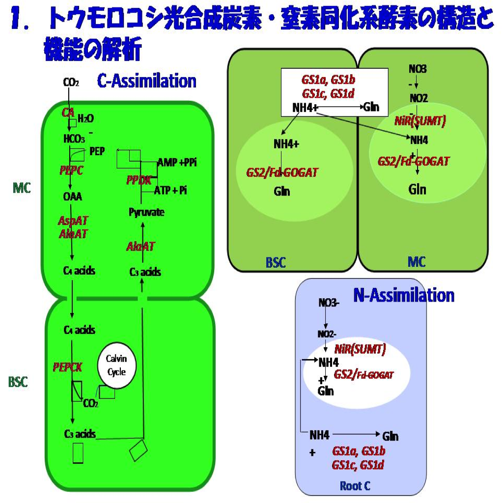 トウモロコシ光合成炭素・窒素同化系酵素の構造と機能の解析