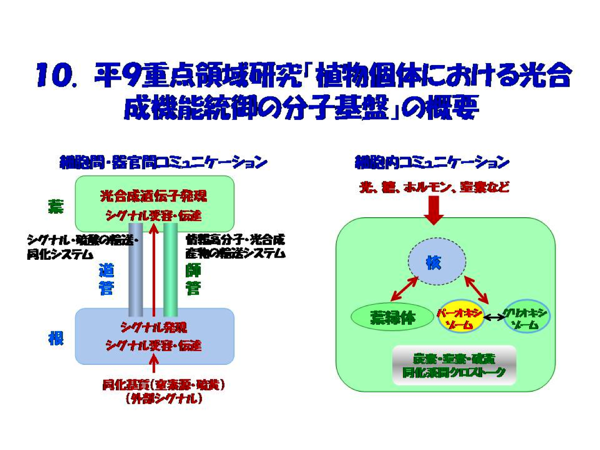 「植物個体における光合成機能統御の分子基盤」の概要