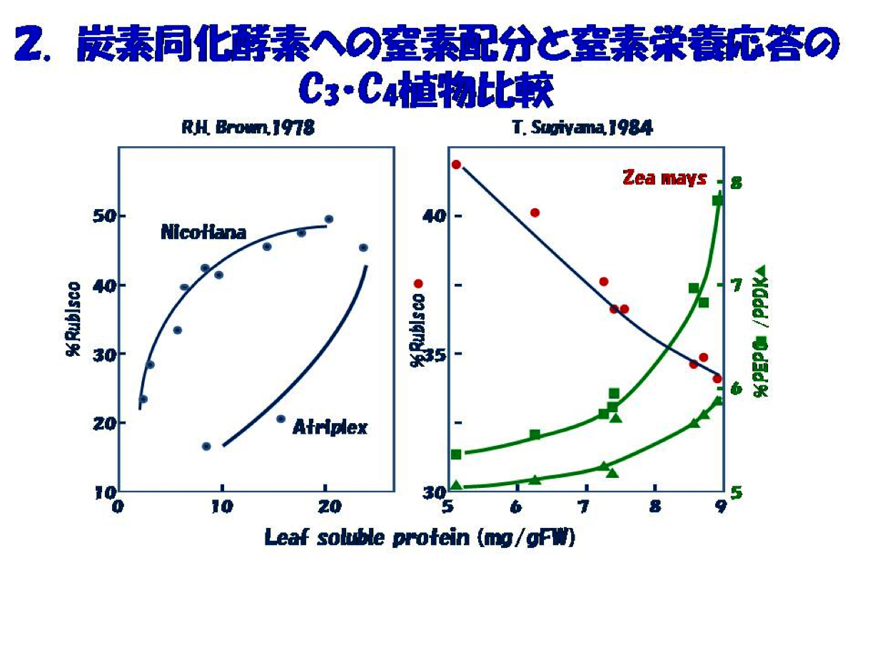 炭素同化酵素への窒素配分と窒素栄養応答のC3ーC4植物比較