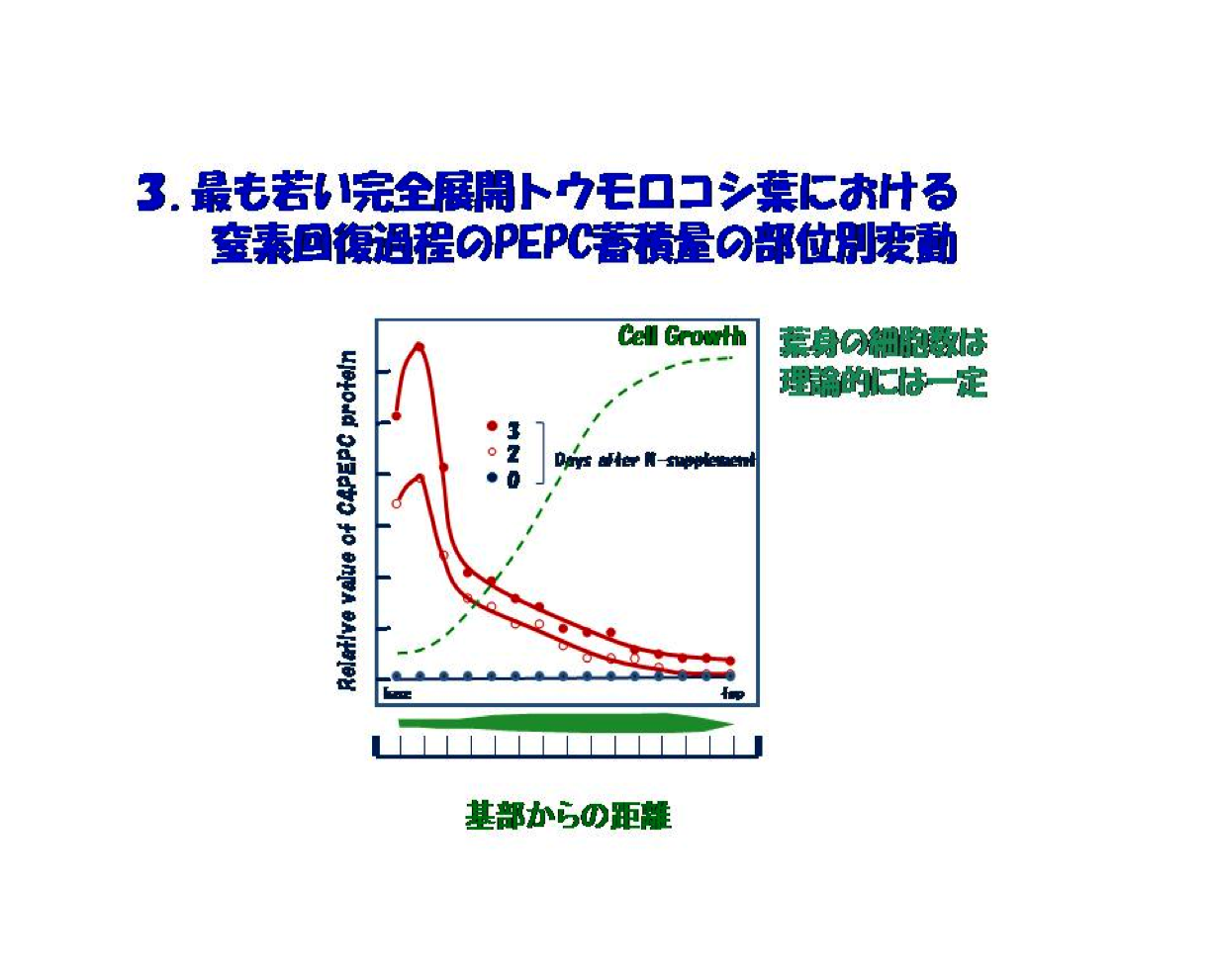 最も若い完全展開トウモロコシ葉における窒素回復過程のPEPC蓄積量の部位別変動
