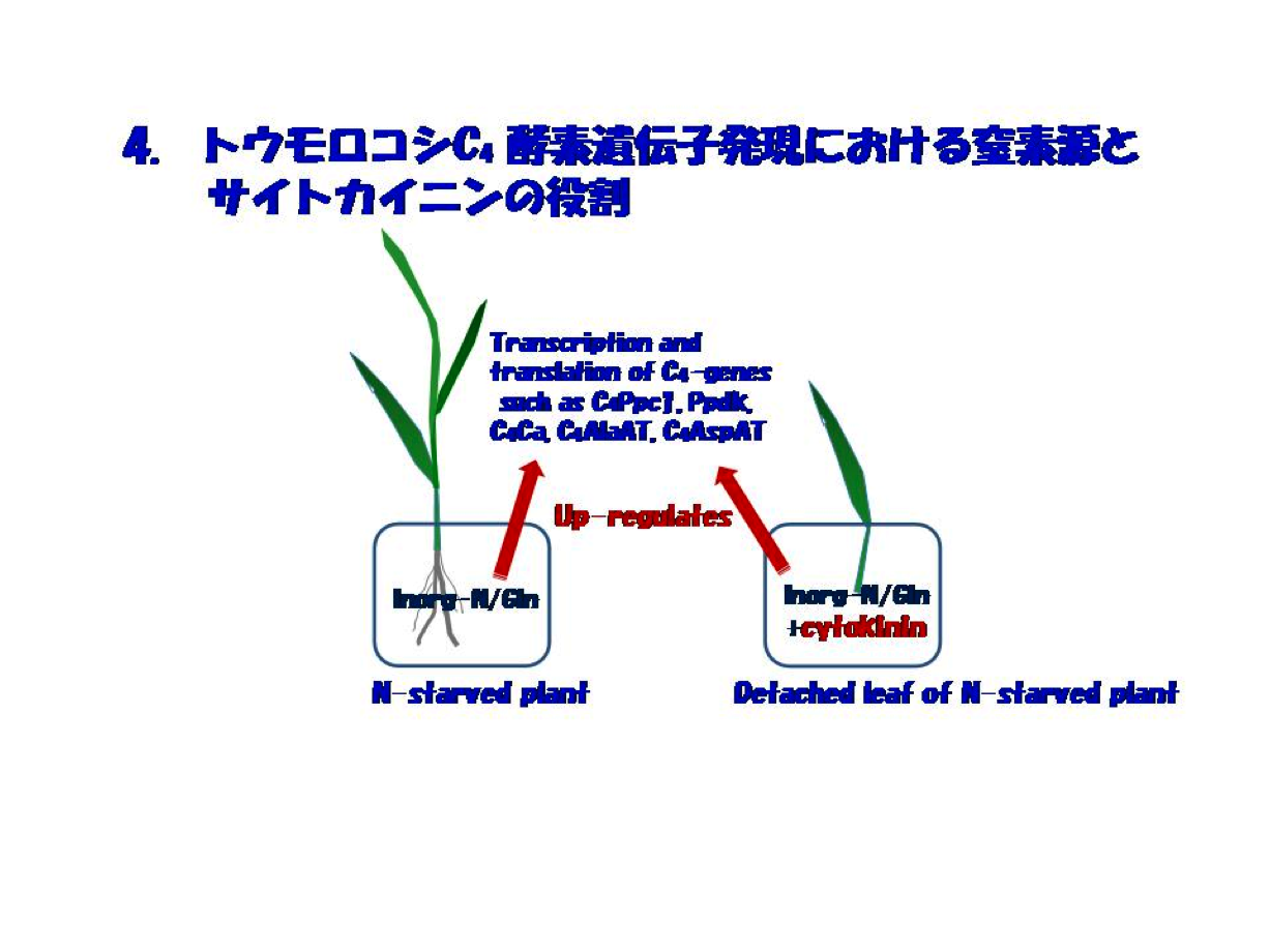 トウモロコシC4酵素遺伝子発現における窒素源とサイトカイニンの役割
