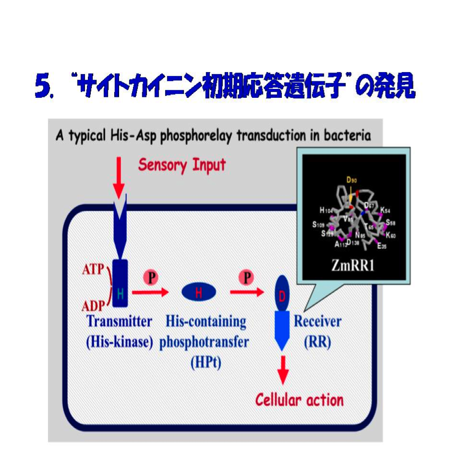 サイトカイニン初期応答遺伝子の発見