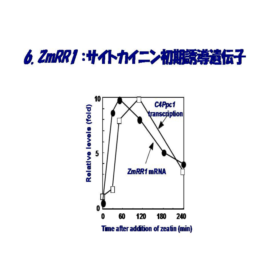 ZmRR1:サイトカイニン初期誘導遺伝子
