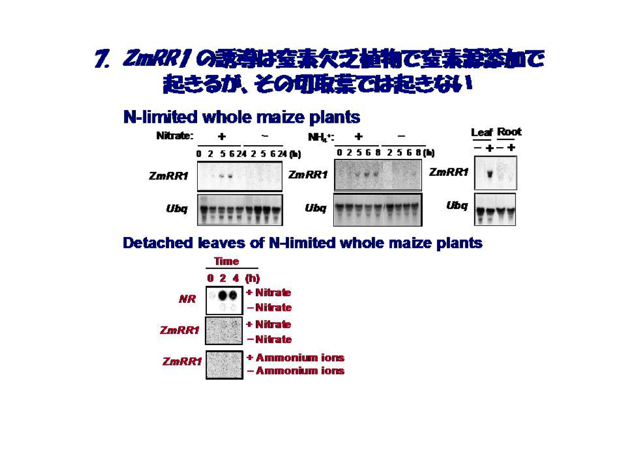 ZmRR1の誘導は窒素欠乏植物で窒素源添加で起きるがその摂取葉では起きない