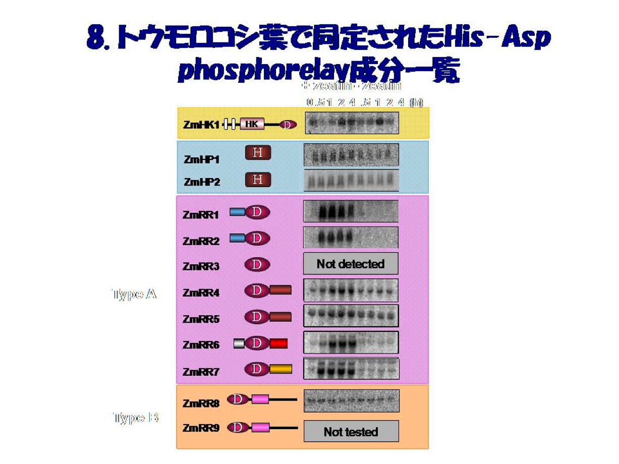 トウモロコシ葉で同定されたHis-Asp phosphorelay成分一覧