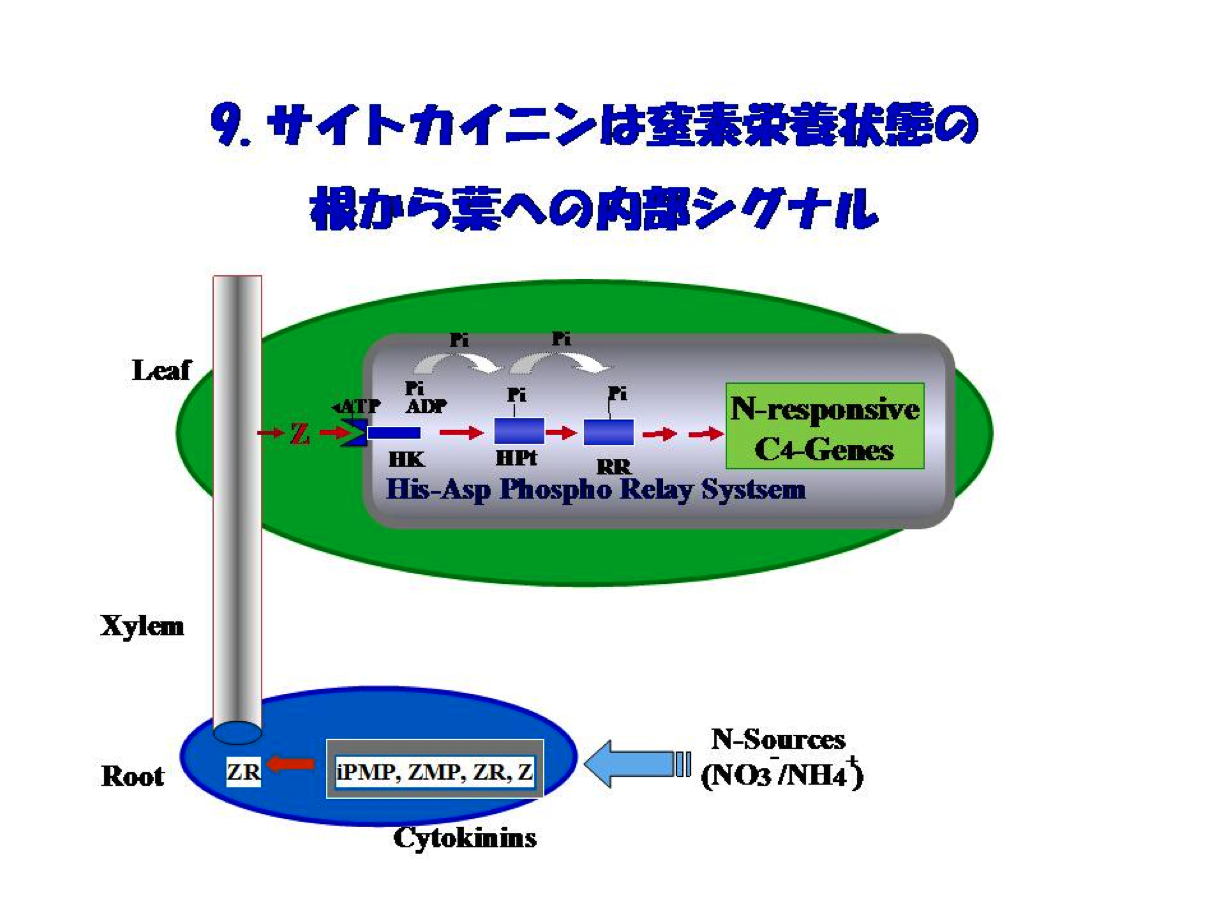 サイトカイニンは窒素栄養状態の根から葉への内部シグナル